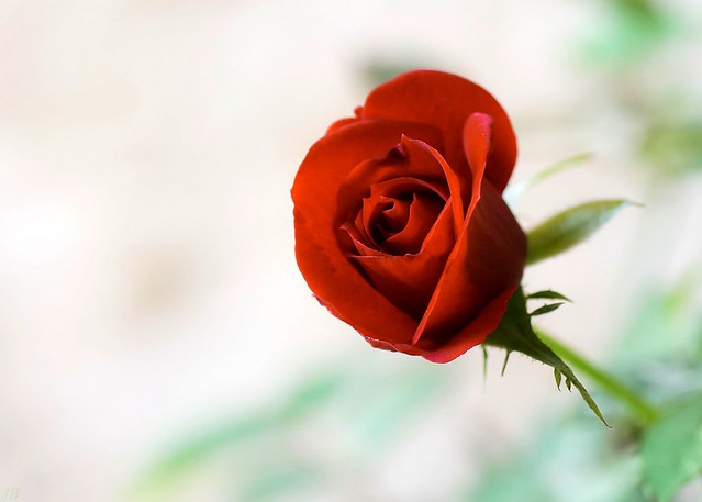 Une rose, symbole de l’amour