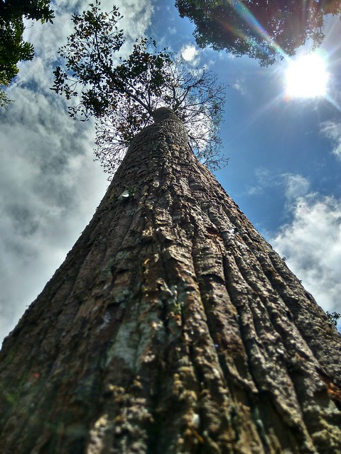 Sky - tree