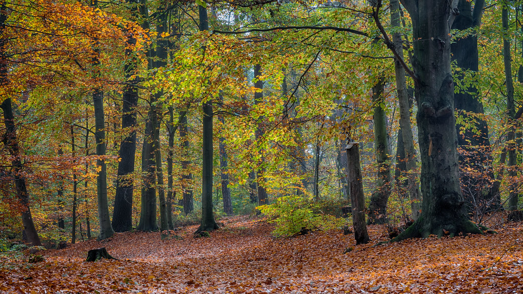 Herbstwald - autumn forest