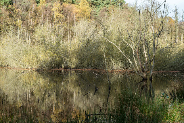 General's Pond, Puttenham Common, Surrey