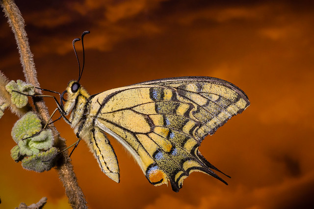 IMG_3428 Macaón (Papilio machaon)