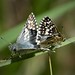 Flickr photo 'Common Checkered Skipper. Pyrgus communis' by: gailhampshire.