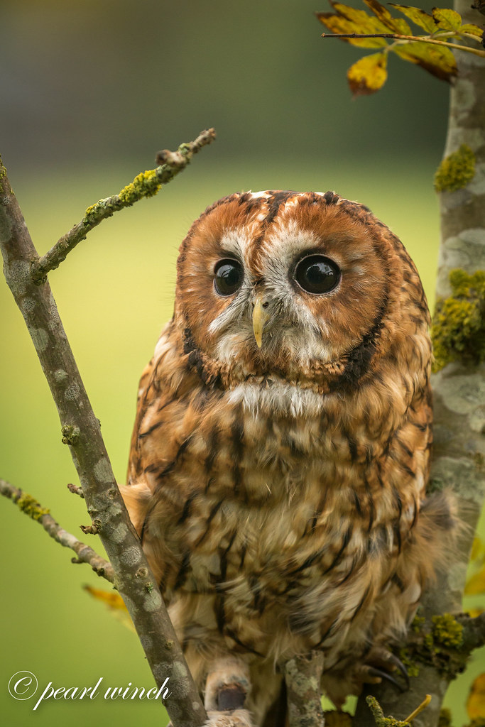 Mr Forbes - Tawny owl