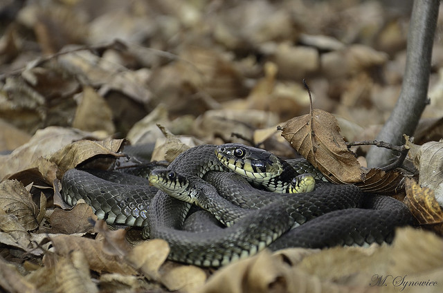 Grass snakes in a mating plexus