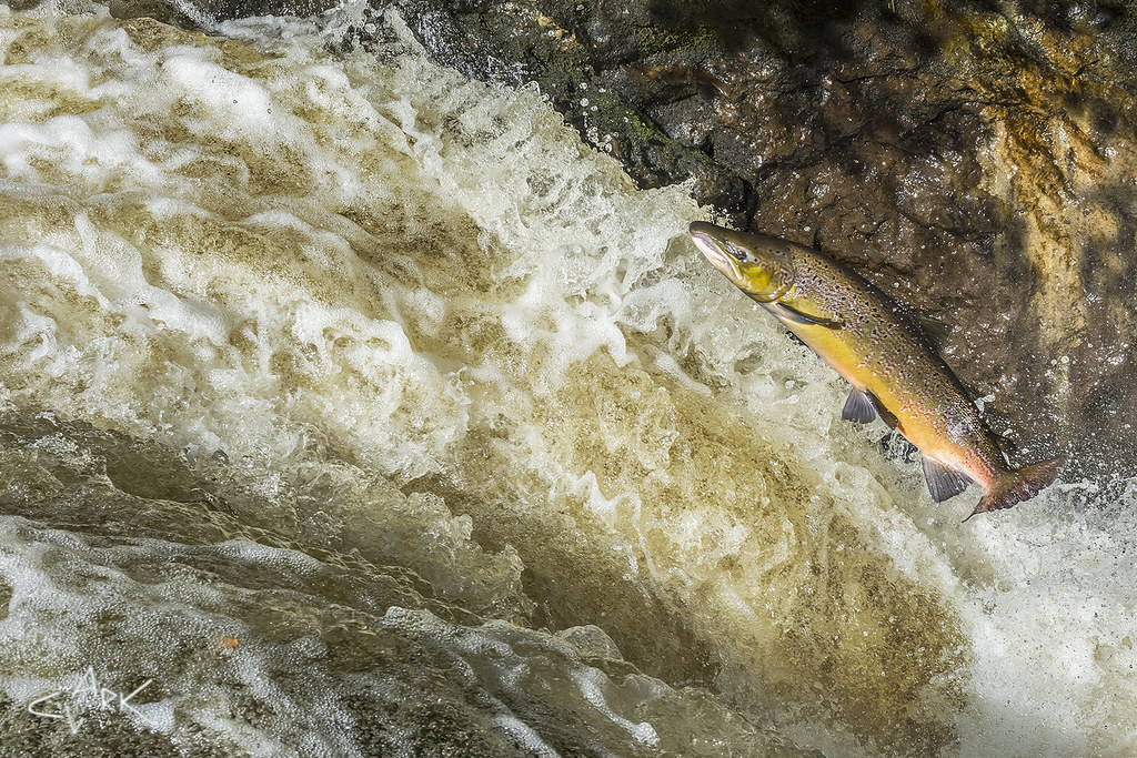 Leaping Salmon | A large Salmon jumps the falls | Mike Clark | Flickr