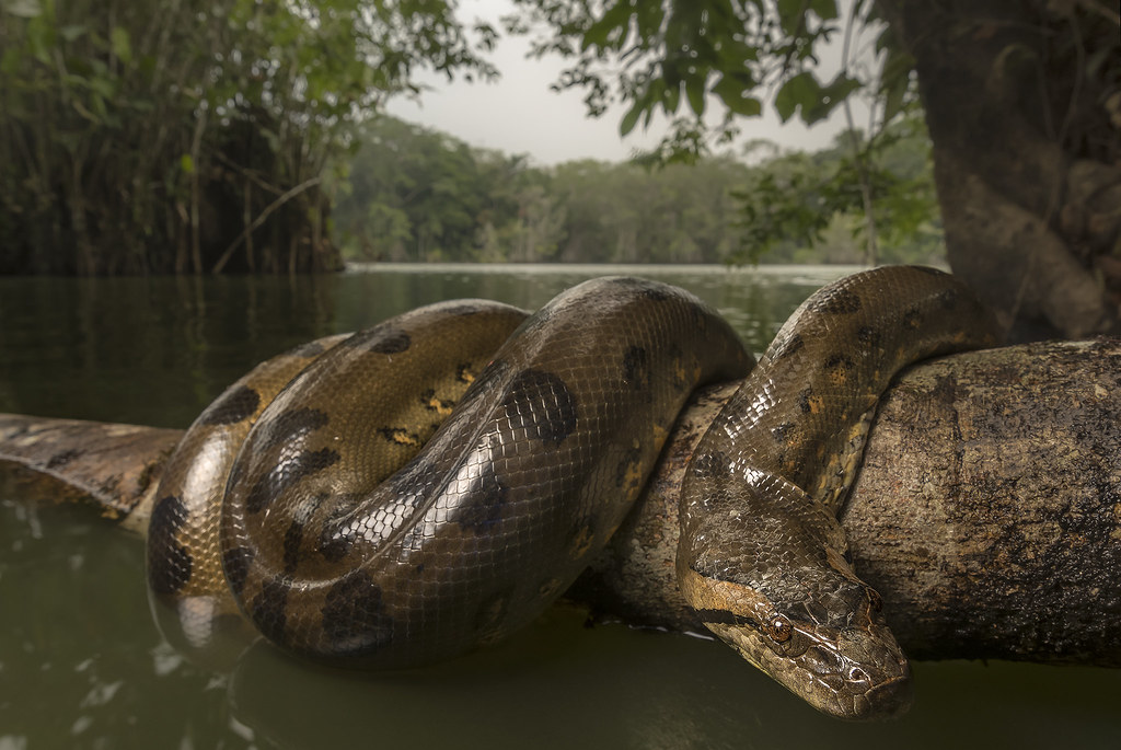 Anaconda | A green anaconda (Eunectes murinus) found in the … | Flickr