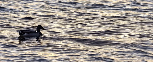 shorelinepark mountainview california siliconvalley sanfranciscobay sanfranciscobayarea duck bird lake pond shore water wave reflection day sunset bay outdoor sony nex6 tamron tamronsp150600mmf563 1xp photomatix hdr qualityhdr qualityhdrphotography fav100