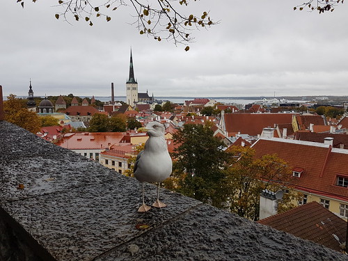 Tallinn + orädd trut