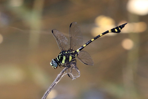dragonfly thailand insect nakhonsawan kongkien nature