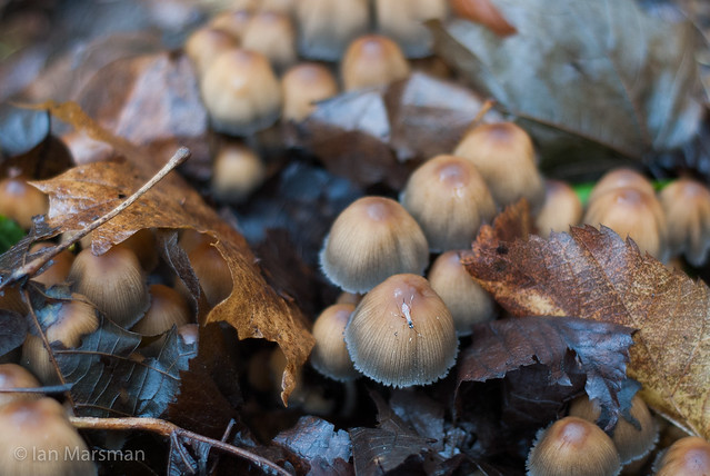 Mushrooms in leaves