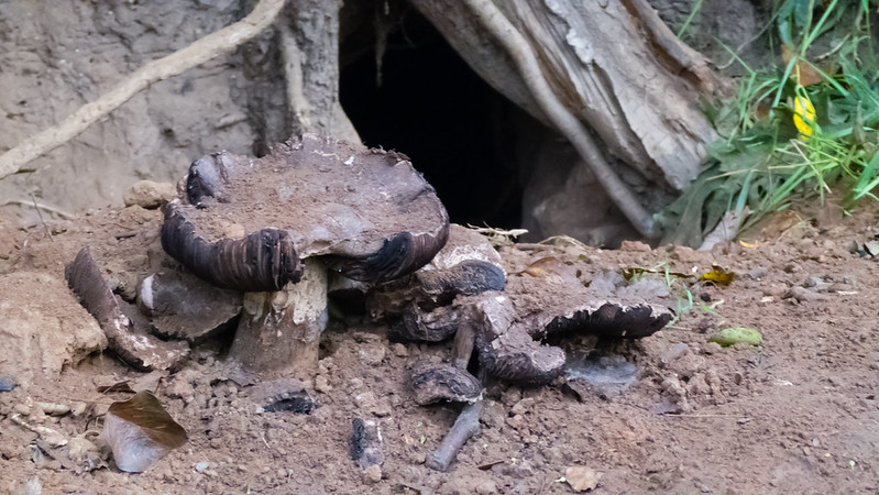 Debris-covered mushrooms by a sett entrance