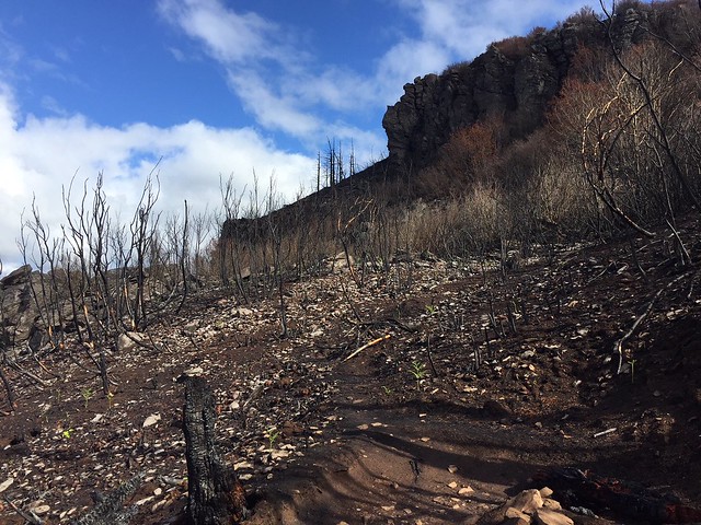Angel's Rest Trail damaged by Eagle Creek Fire, photo taken early  October 2017.
