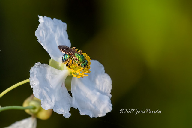 Sweat Bee on flower