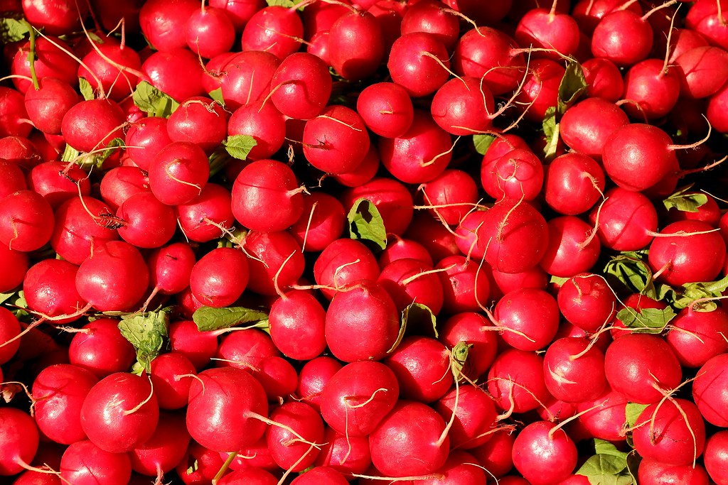 Source: wallboat.com/fresh-radishes/
This is a free image you can use it.More free Images @ wallboat.com All images are Public Domain/Free and you can use any where for any purpose without any permission.Even you can use for commercial purpose.
#fresh #radish #vegetable #eat #commoncreative #images #freeimages #freephotos #royalty free #eat #red #sabzi #radishes #photos #kitchen #pictures #free #photography