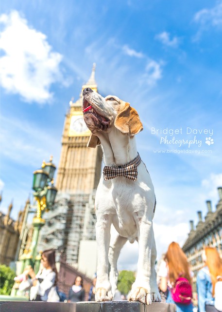 Porthos | London Dog Photography
