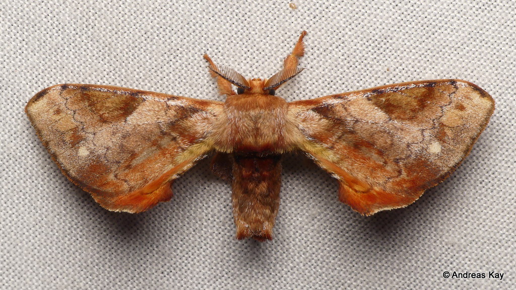 Silkworm Moth, Epia vulnerata, Bombycidae