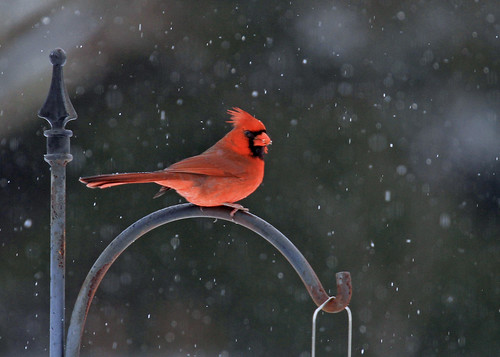 canon 7d 100400mml lens andersonsc upstate south carolina cardinal snow winter flakes red feeder ornithology beauty cold crimson wildlife fowl america usa country rural landscape southernlife