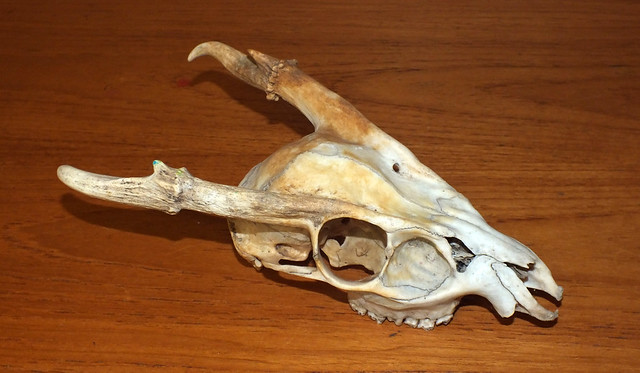 Reeves's muntjac (Muntiacus reevesi) male skull