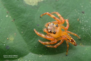 Jumping spider (Pseudamycus sp.) - DSC_9334