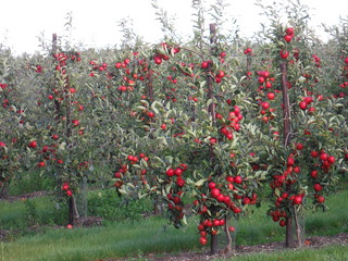 Apple Orchard SWC Walk 299 - Teynham to Faversham