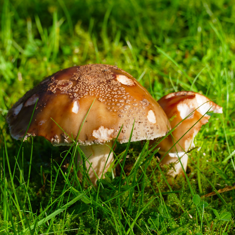 Lightly nibbled - grey spotted amanitas