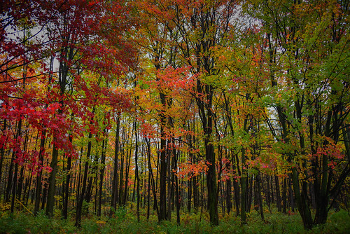 sainteannedusault québec canada ca autumn fall color colours foliage leaf leaves red orange tree trees maple montréal montreal quebec
