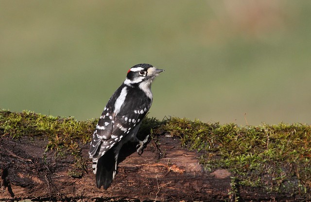 *** Downy Woodpecker / Pic mineur