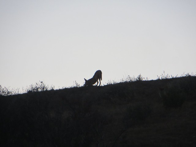 downward-facing coyote