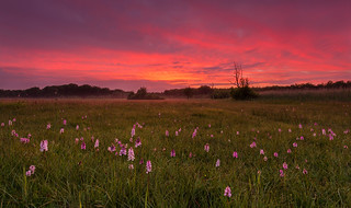 Orchid field