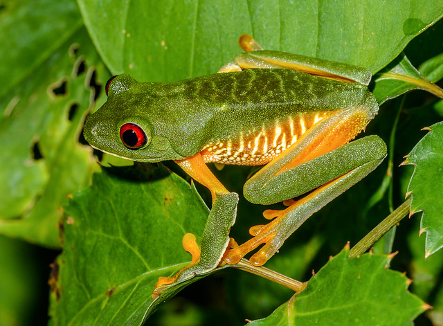 Red-eyed Leaf-frog - Agalychnis callidryas (Hylidae) 115v-15507