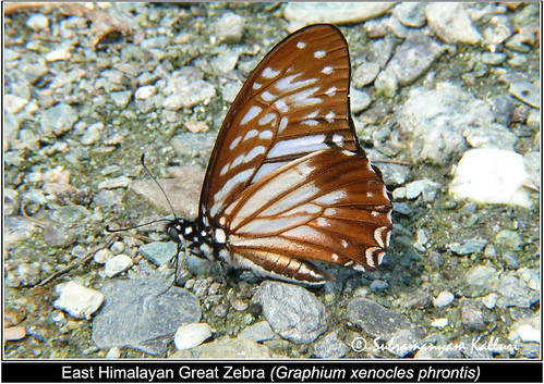 macro closeup forest butterflies insects nymphalidae insectindia butterfliesofindia butterfliesofnortheastindia lepidopreta