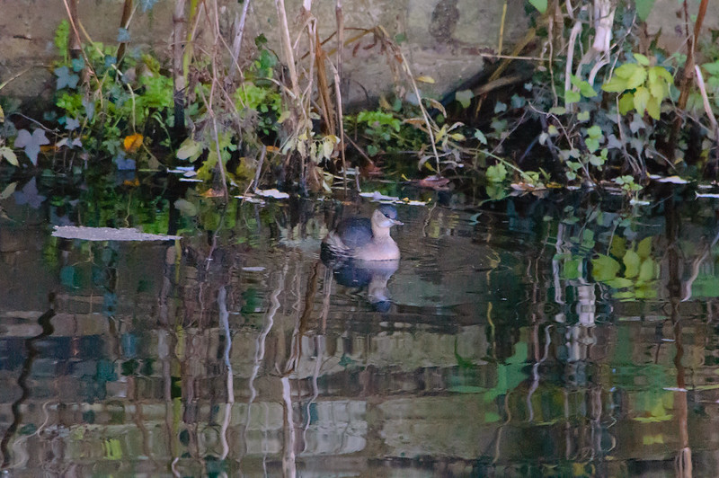 Little grebe by far bank, Compton