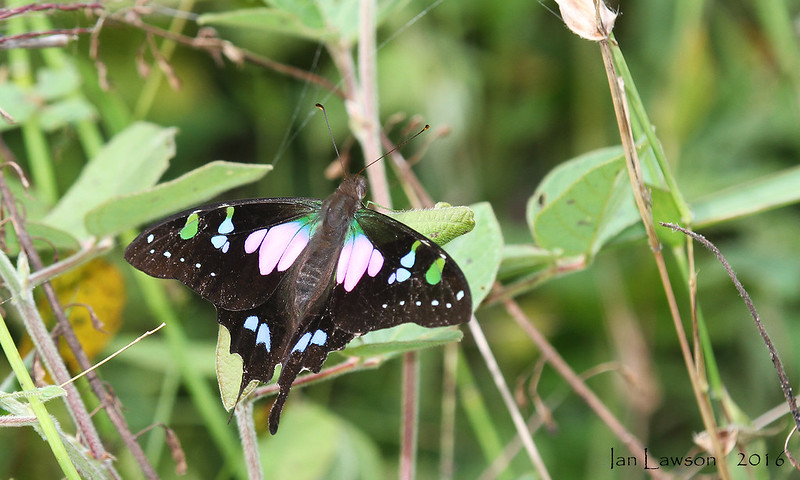 Graphium weiskei - Purple Spotted Swallowtail