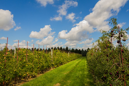 2016 aisle appleorchard appletree apples bluesky clouds grass green privpublic