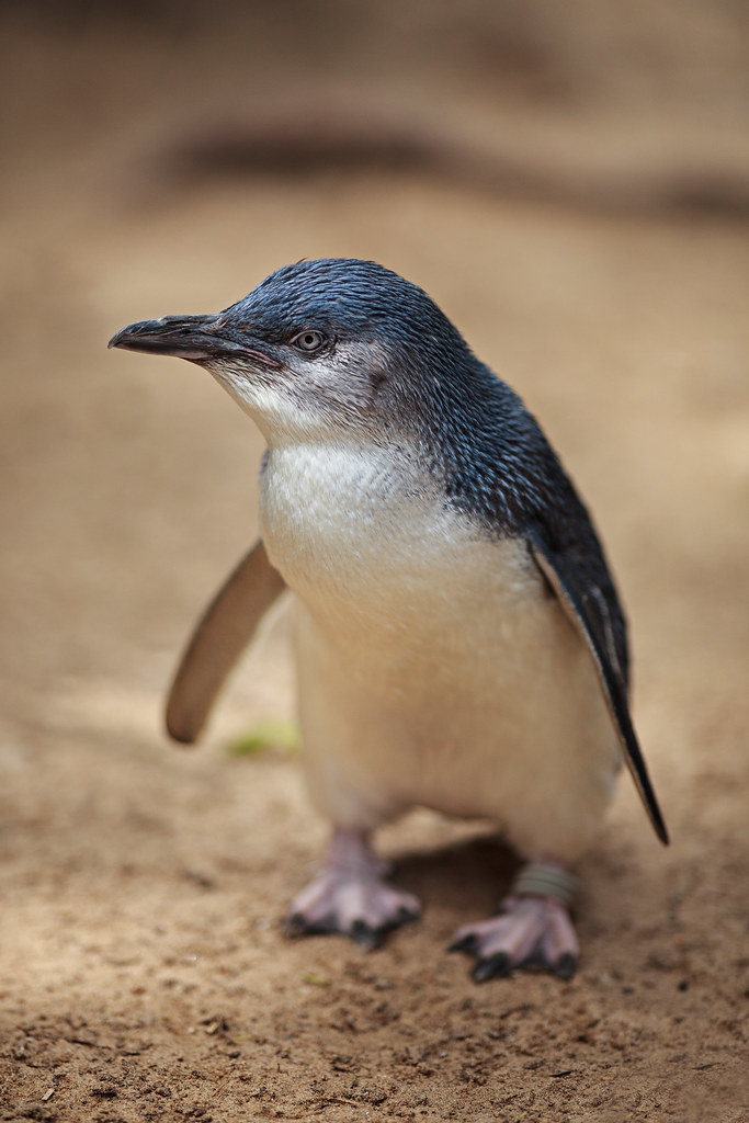 Image: The Little Penguin