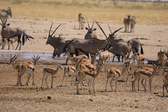 Gemsbok and Springbok sharing a Waterhole Etosha National Park Namibia Africa