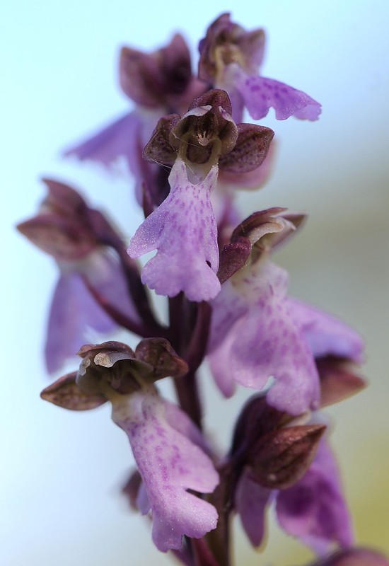 20140529-079P | Spitzels Knabenkraut (Orchis spitzelii) an Gotlands Nordküste. Gotland/Schweden, 29.05.2014
