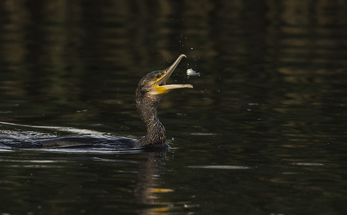 rutlandwater wildlife wild feathers fishing feeding fish cormorant river beak nature avian