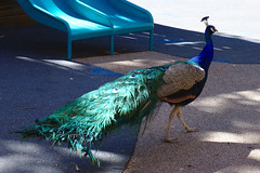 Peacock in the playground, Tamworth Marsupial Park