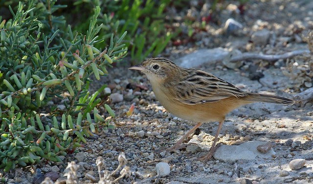 Fan-tailed Warbler      (Cisticola juncidis)