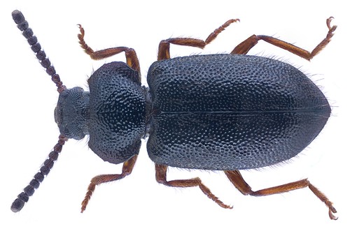 Anaedus forticornis | Family: Tenebrionidae Size: 9.2 mm Loc… | Flickr