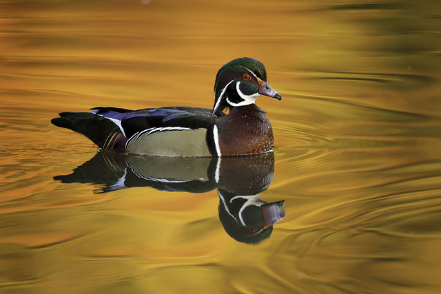 Wood Duck and Autumn Reflections