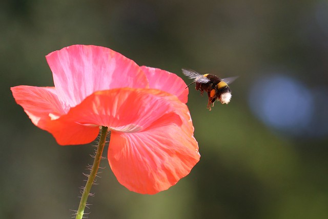 Bee beautiful