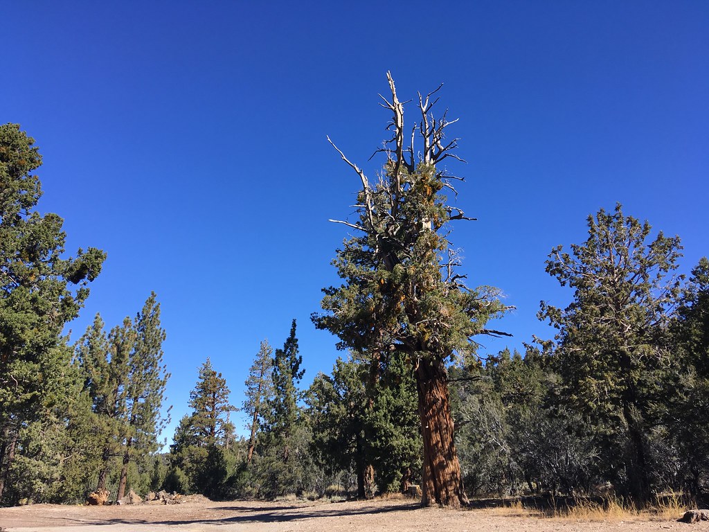 PCT Section 21