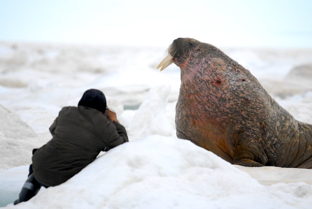 Using a point and shoot to get close-ups of a walrus in Foxe Basin