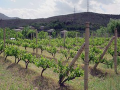 Areni Vineyard