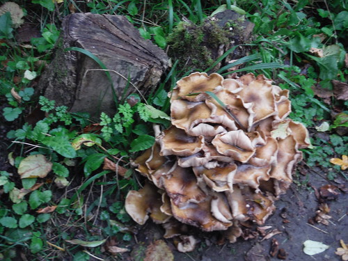 Fungus in Wood near Coombe Farm SWC Walk 93 - North Downs Way: Sandling to Folkestone or Dover
