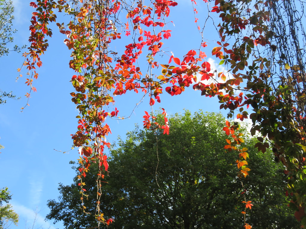 UK - Kent - Sevenoaks - Autumn leaves