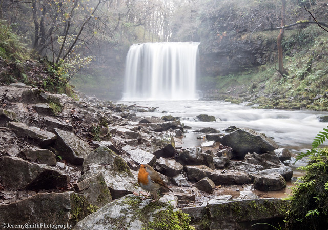 Sgwd Yr Eira Waterfall, With photobombing Robin, Brecon Beacons National Park, Wales