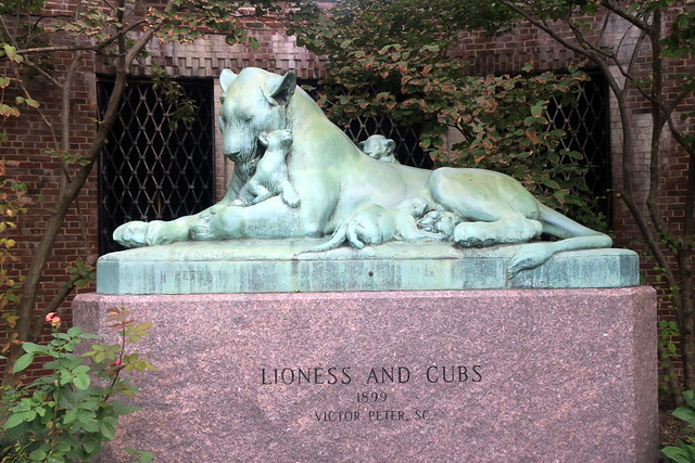 NYC - Prospect Park Zoo: Lioness and Cubs